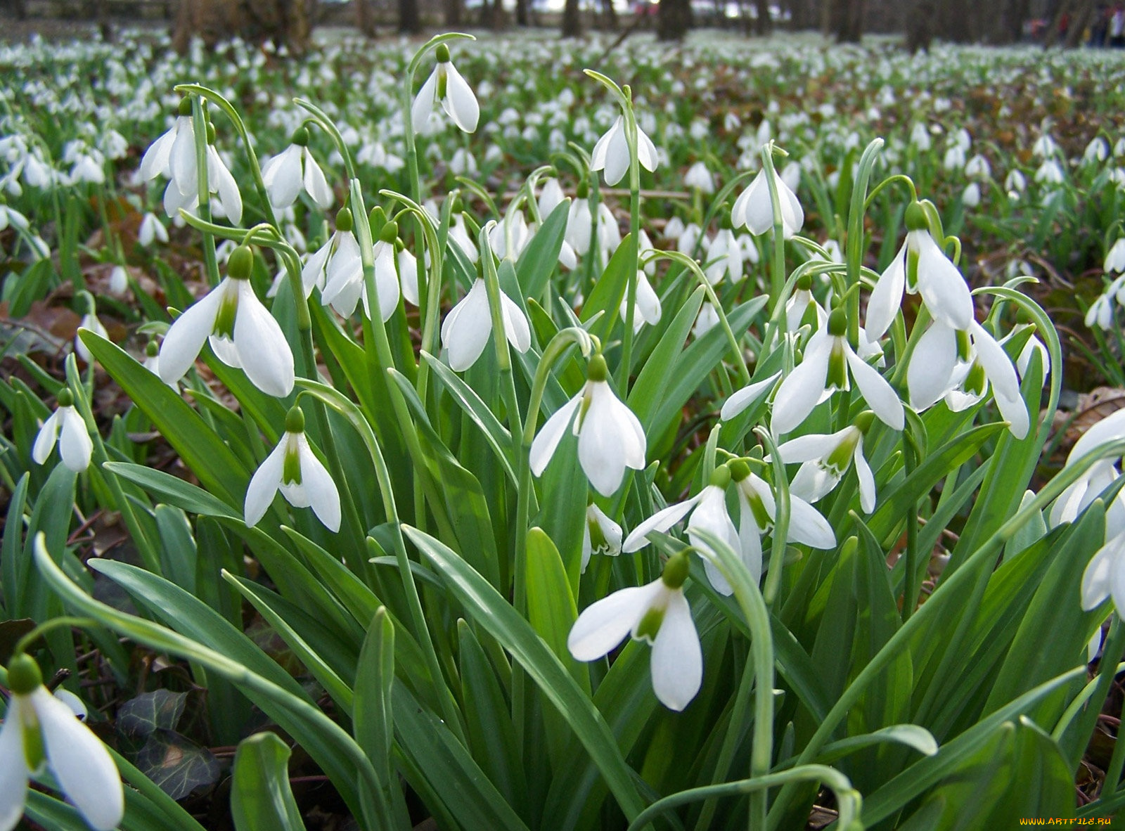 цветы, подснежники, белоцветник