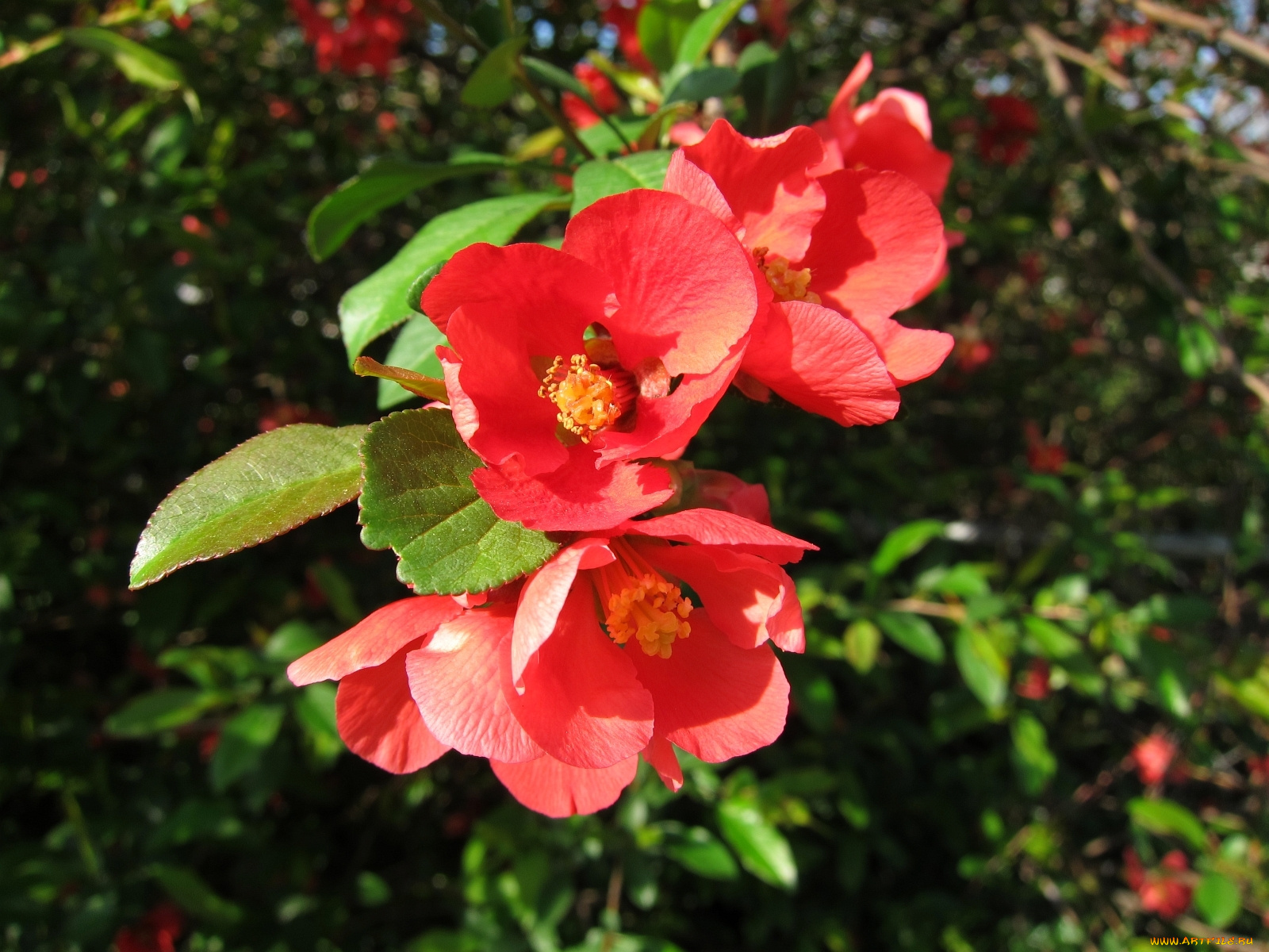 цветы, айва, красный