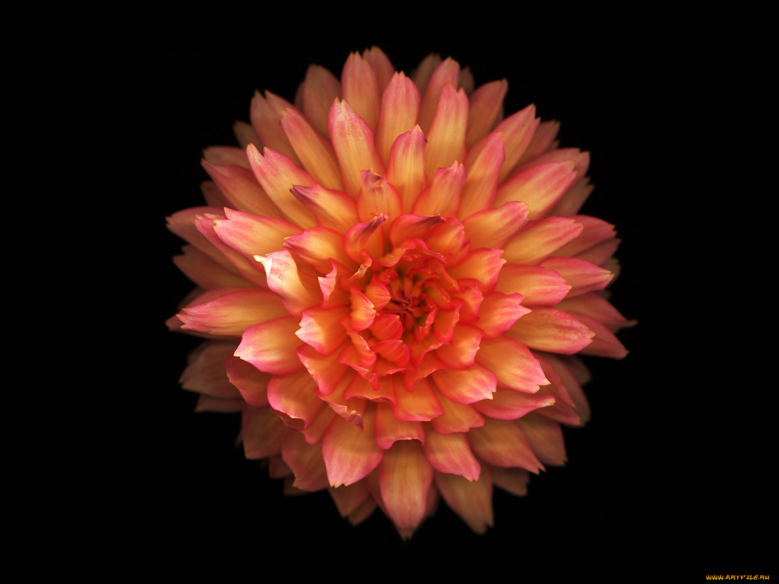 цветы, георгины, георгин, черный, фон