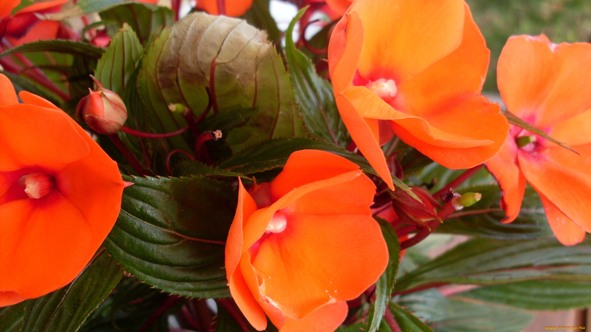 цветы, бальзамины, оранжевый