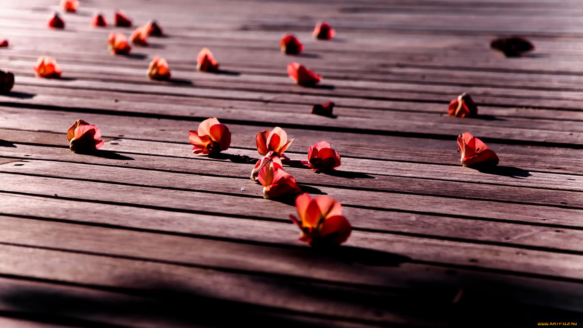 цветы, бегония, flower