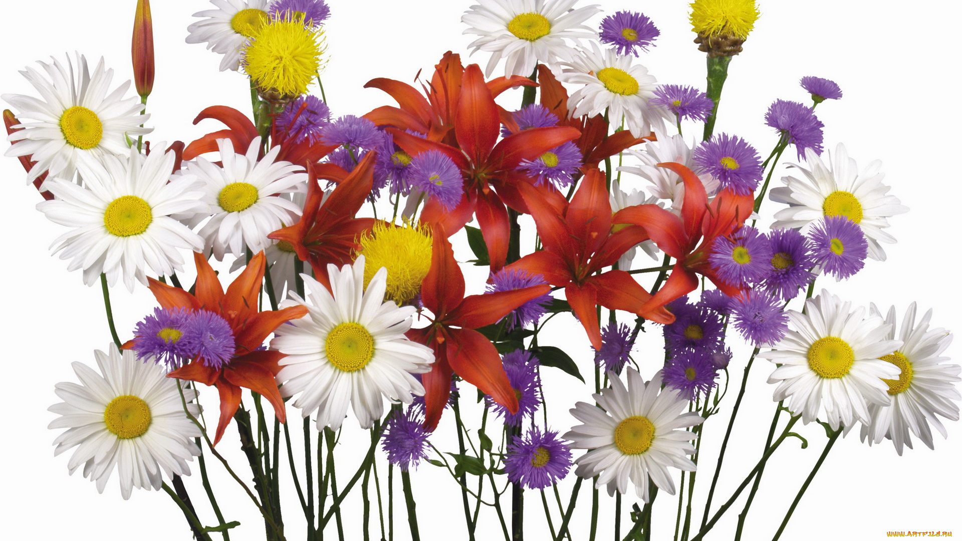 цветы, букеты, композиции, красные, белые