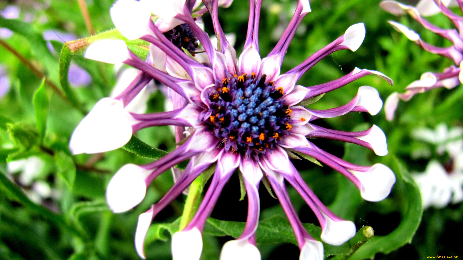 цветы, диморфотеки, лепестки