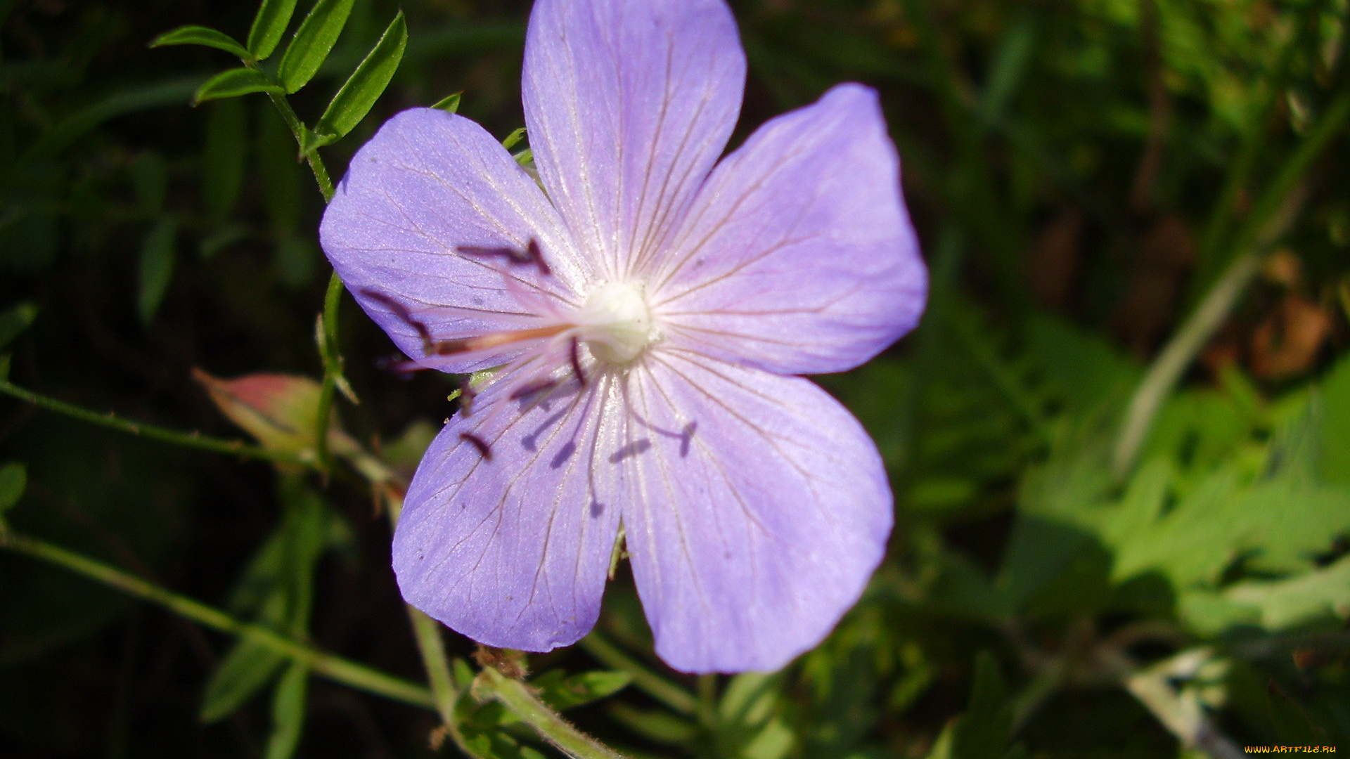 цветы, герань, сиреневый