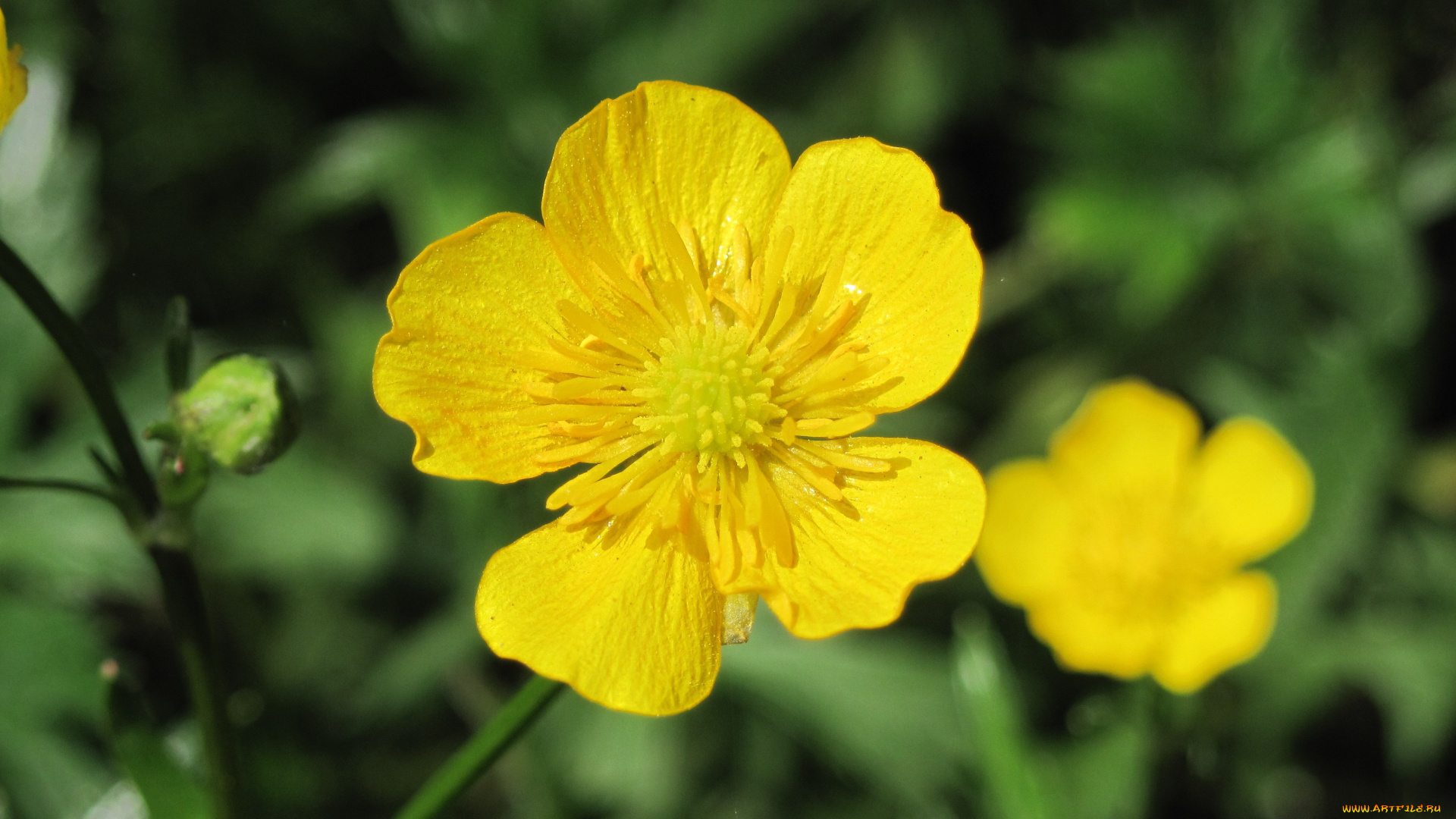 цветы, калужницы, лютики, зеленый, фон