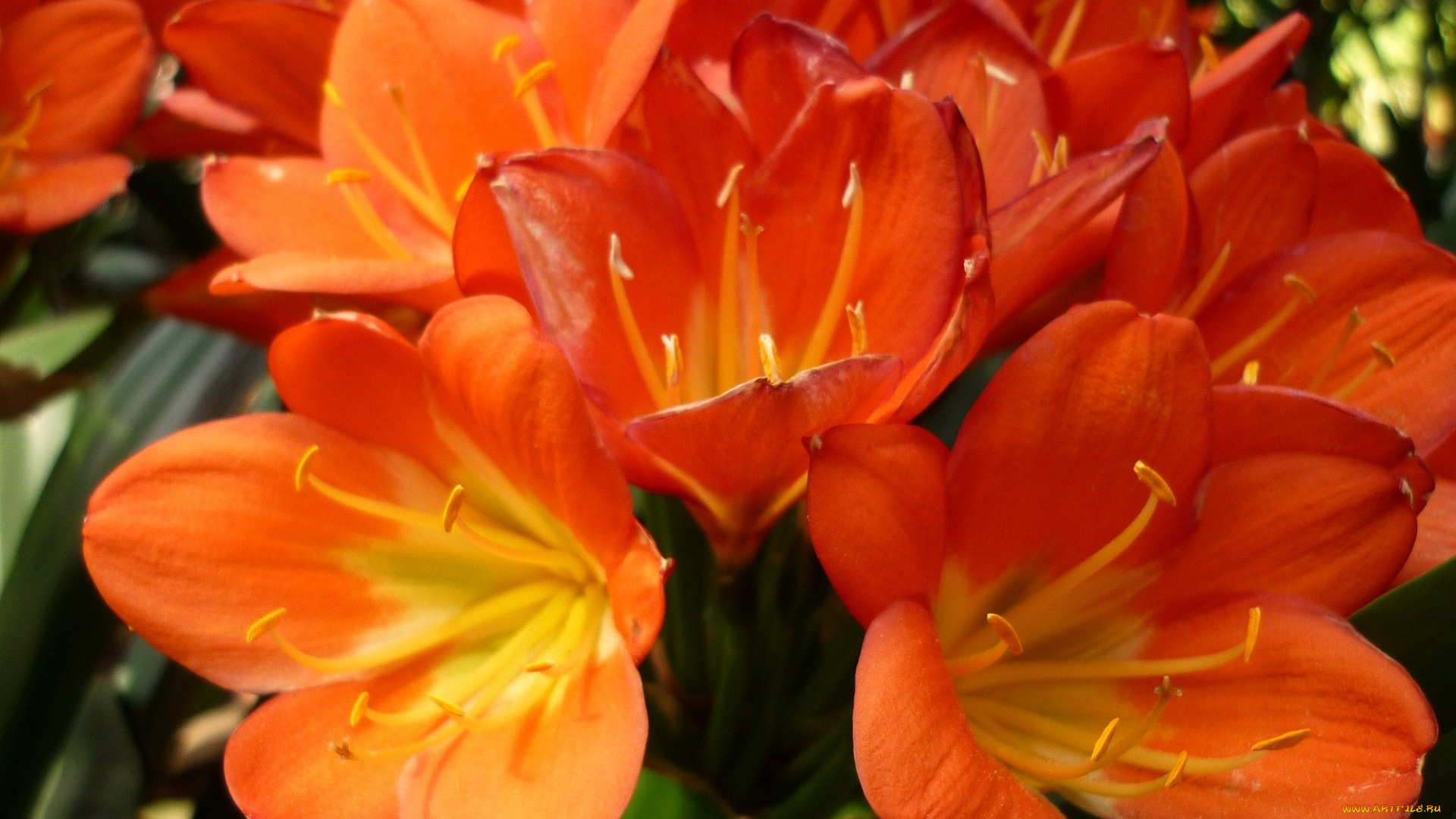 цветы, кливия, красный