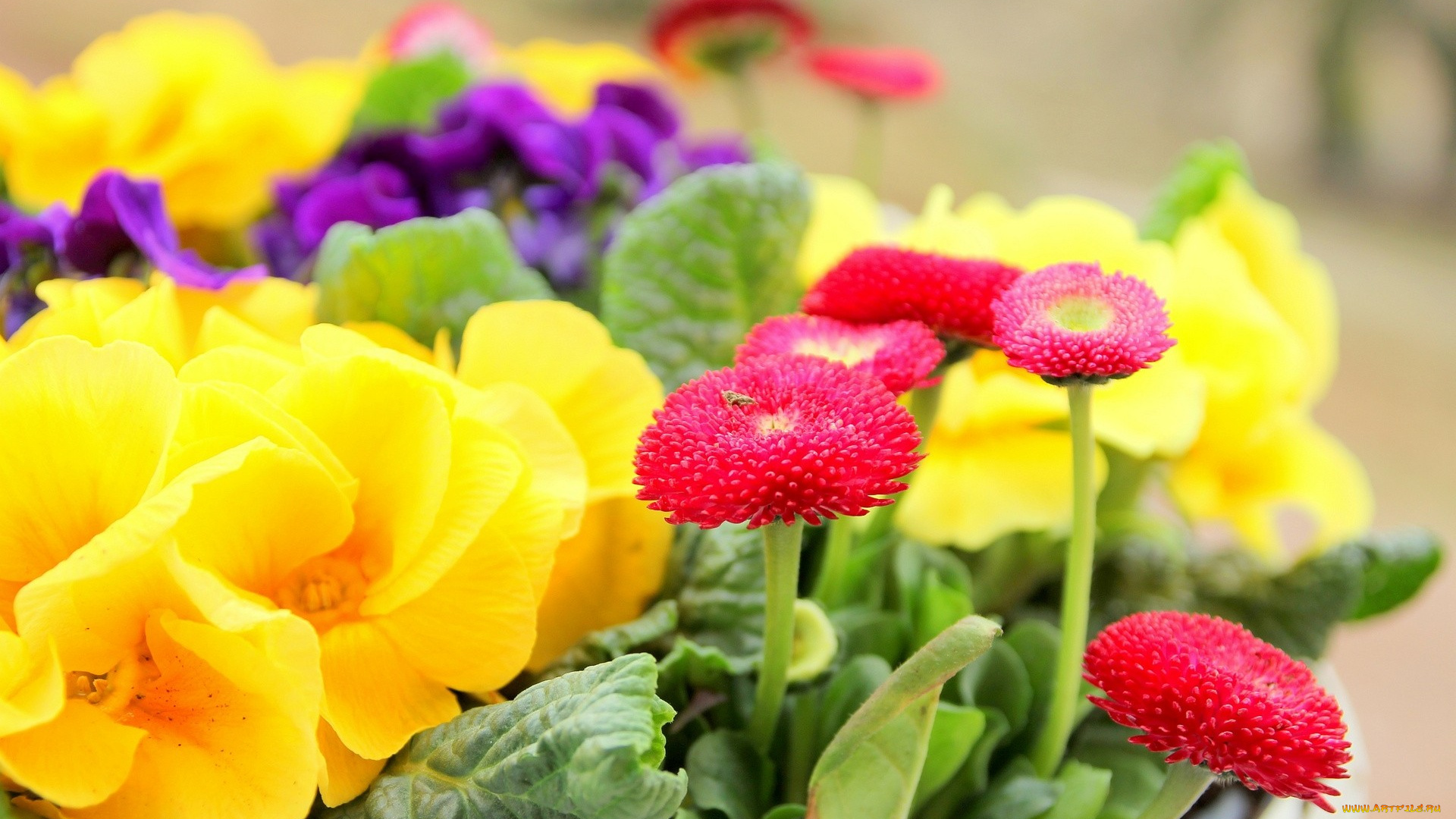 цветы, разные, вместе, желтый, красный