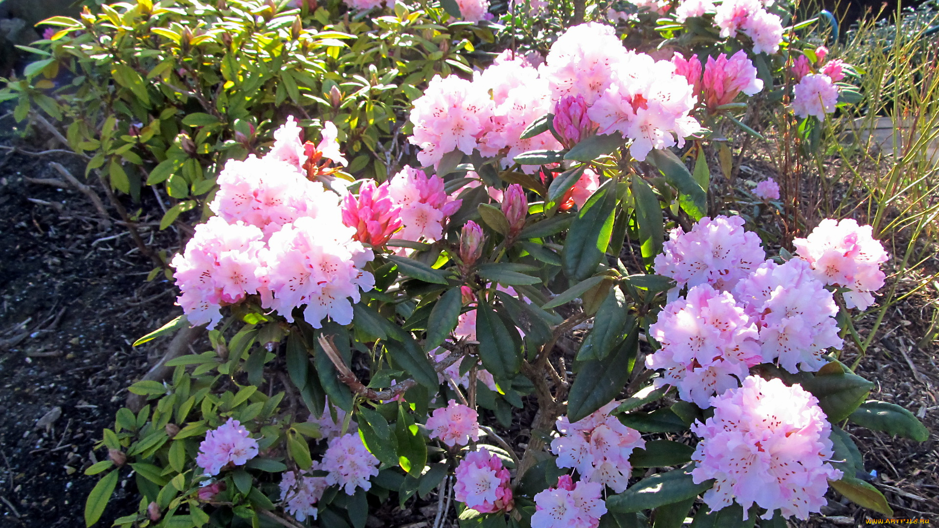 цветы, рододендроны, азалии, азалия