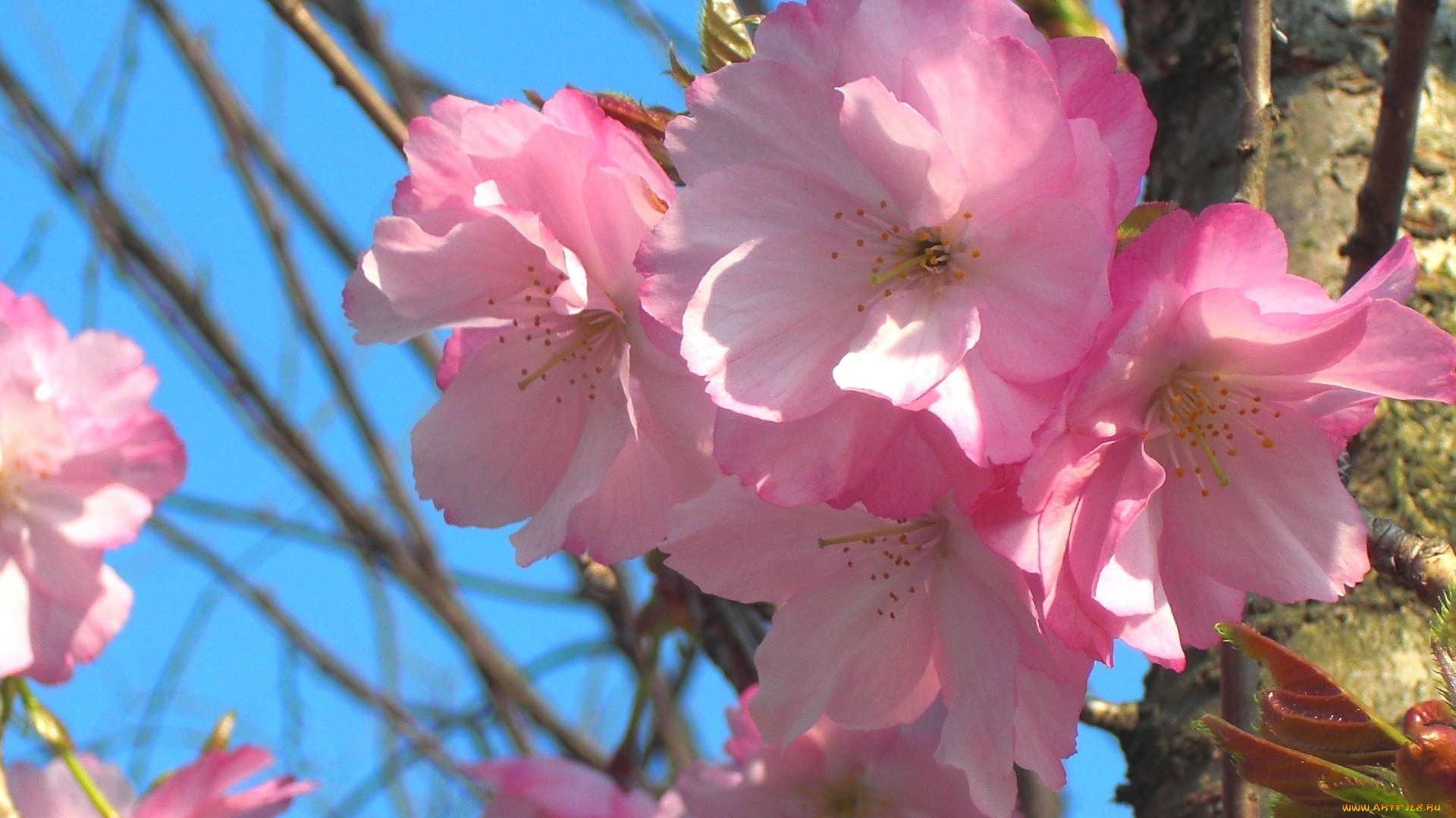 цветы, сакура, вишня, ветка