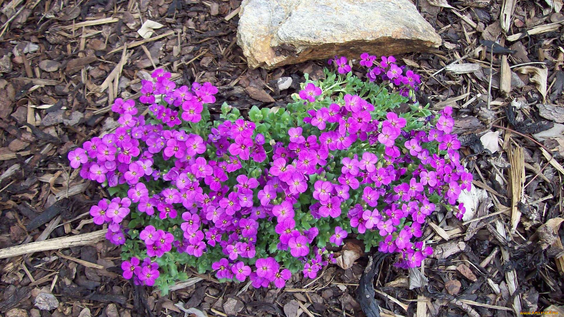 цветы, сиреневый