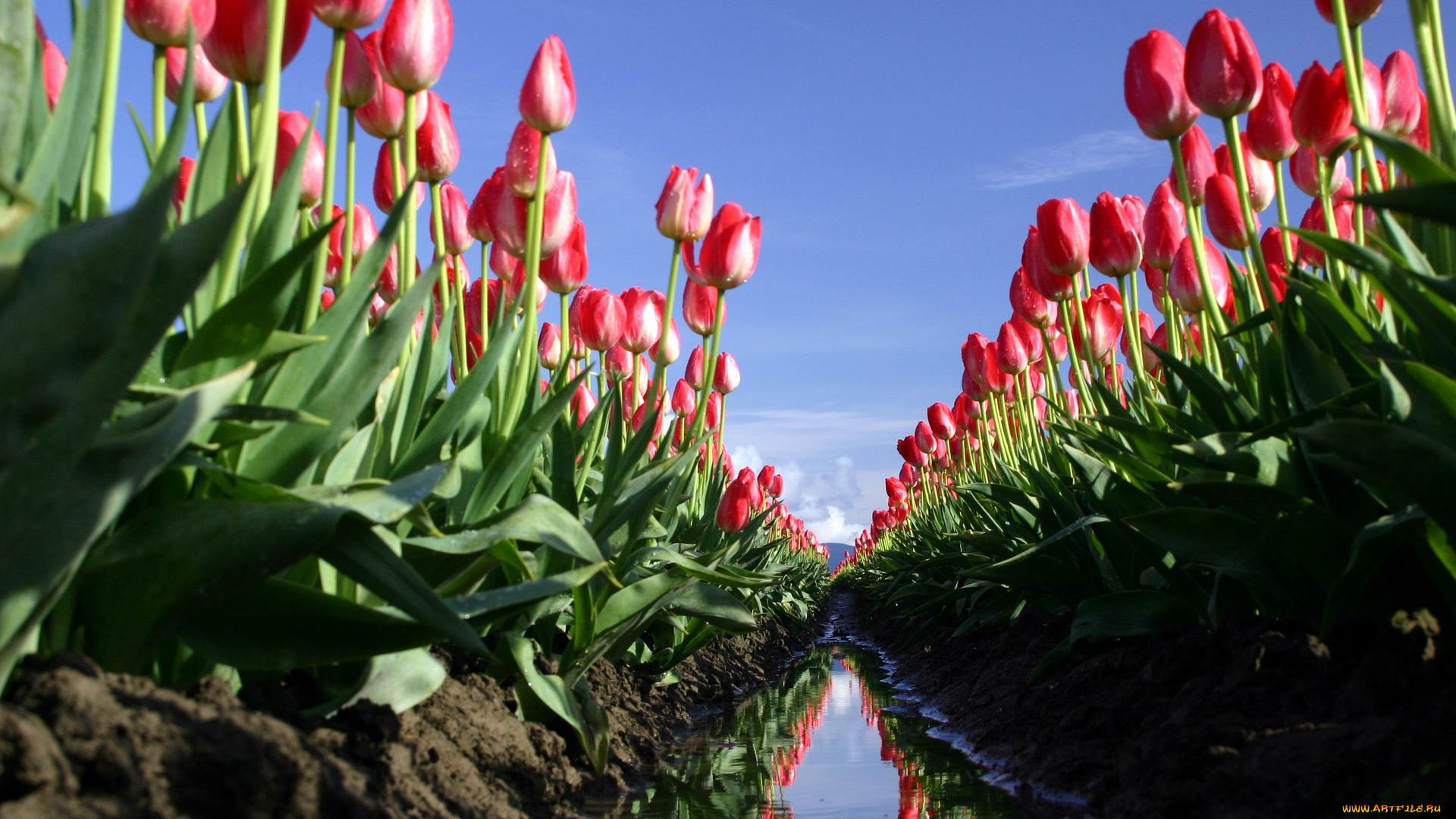 цветы, тюльпаны