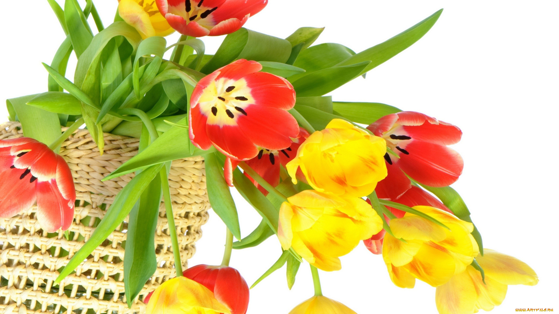 цветы, тюльпаны, корзина