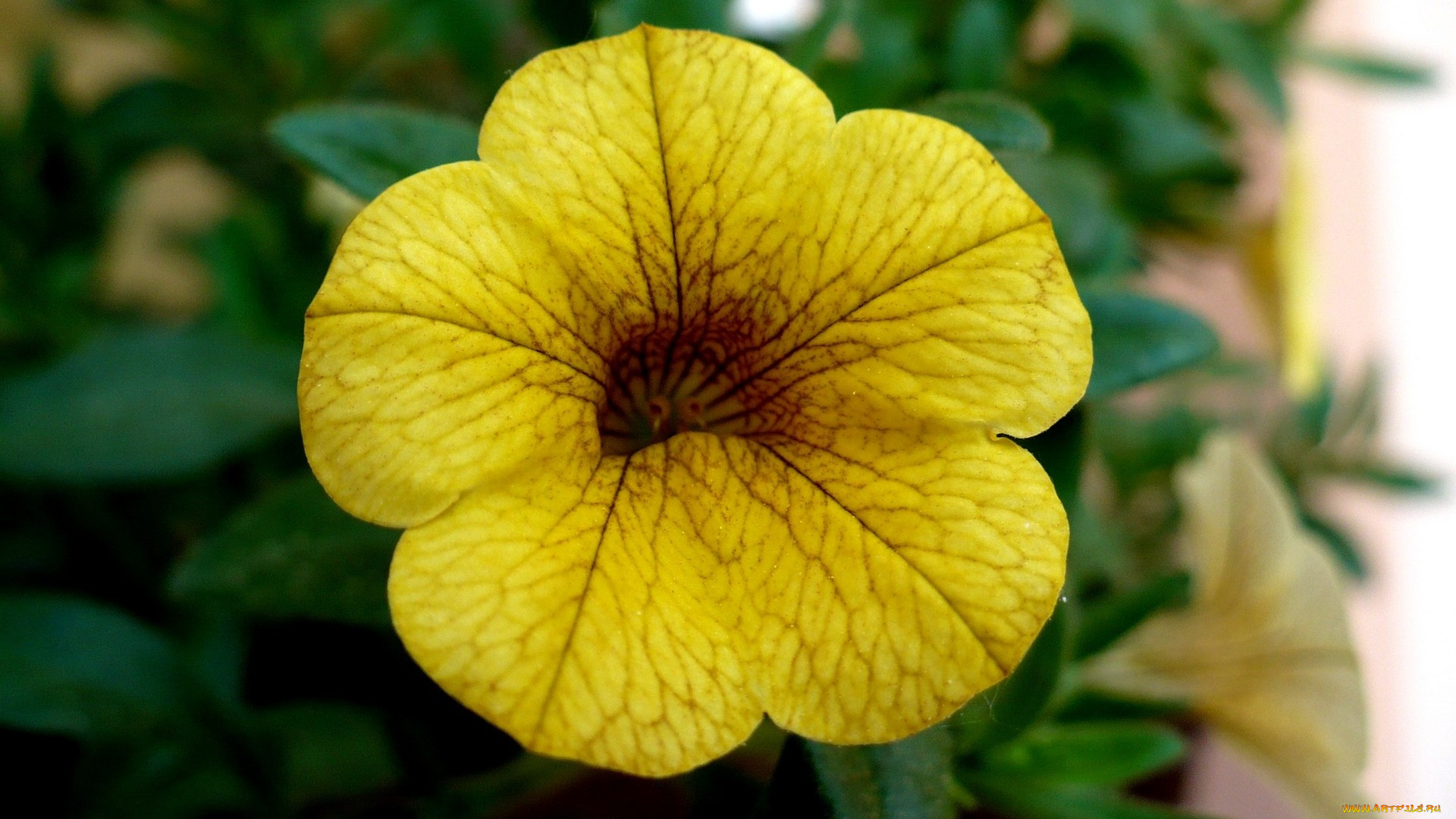 калибрахоа, цветы, петунии, желтый