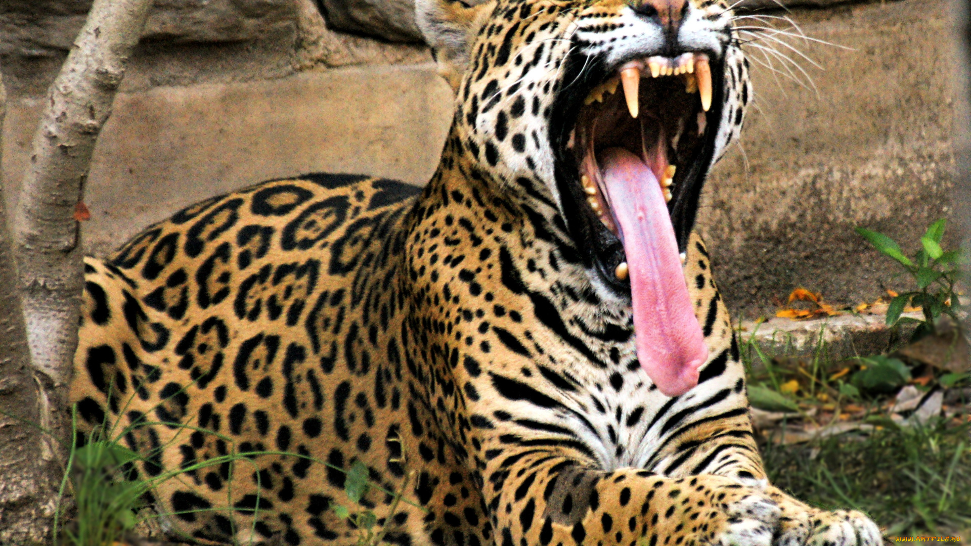 ложи, руку, животные, Ягуары, ягуар, морда, зевает, язык