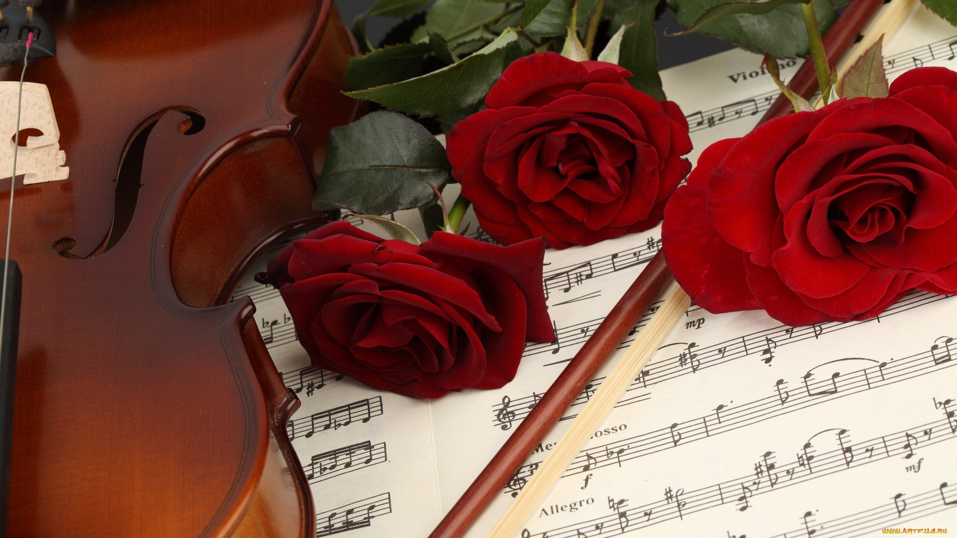 музыка, музыкальные, инструменты, скрипка, смычок, ноты, розы