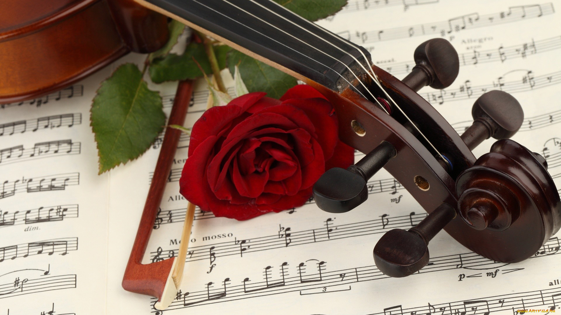 музыка, музыкальные, инструменты, скрипка, смычок, ноты, роза