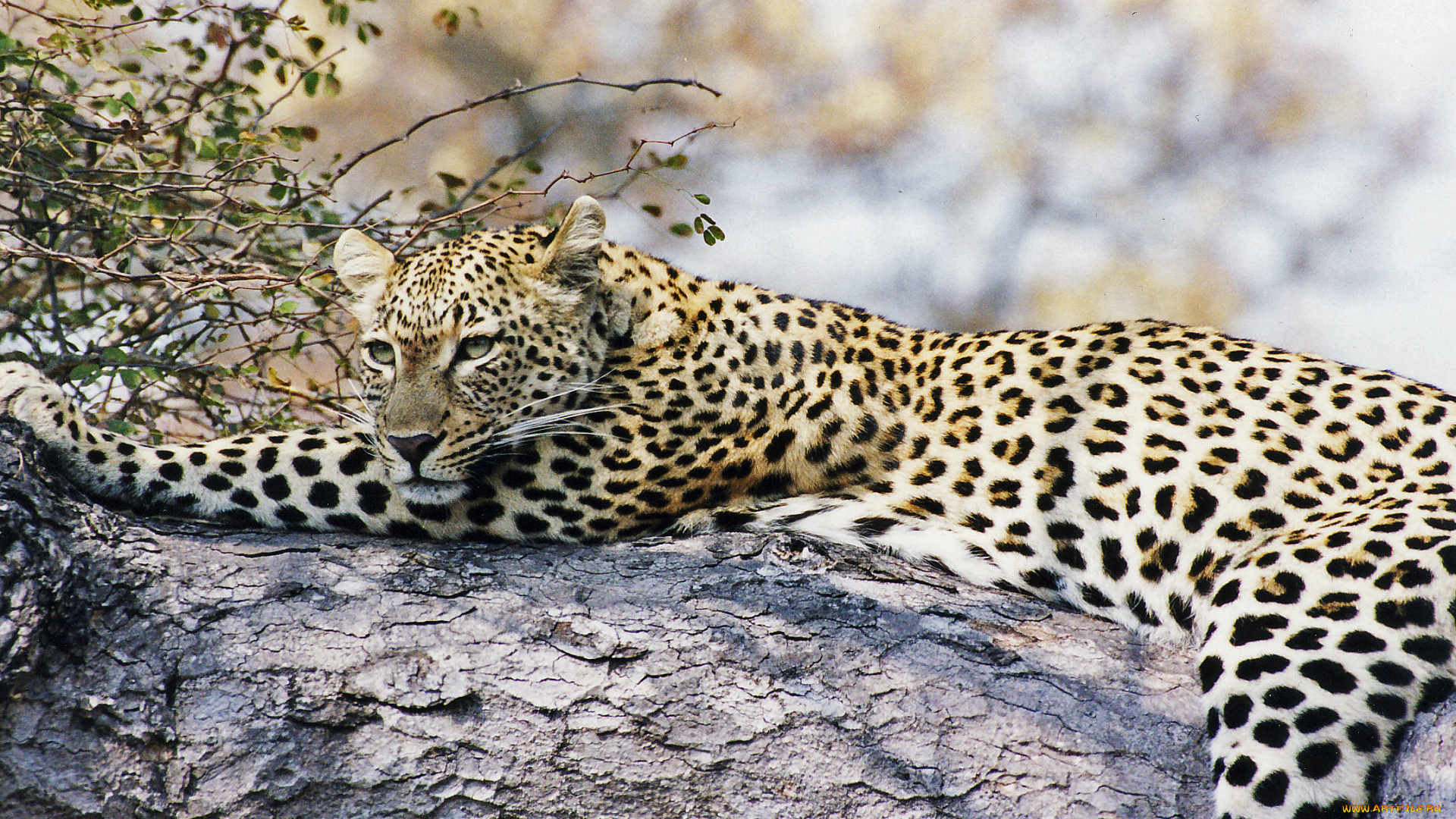 сама, грация, животные, леопарды, леопард, лежит, смотрит