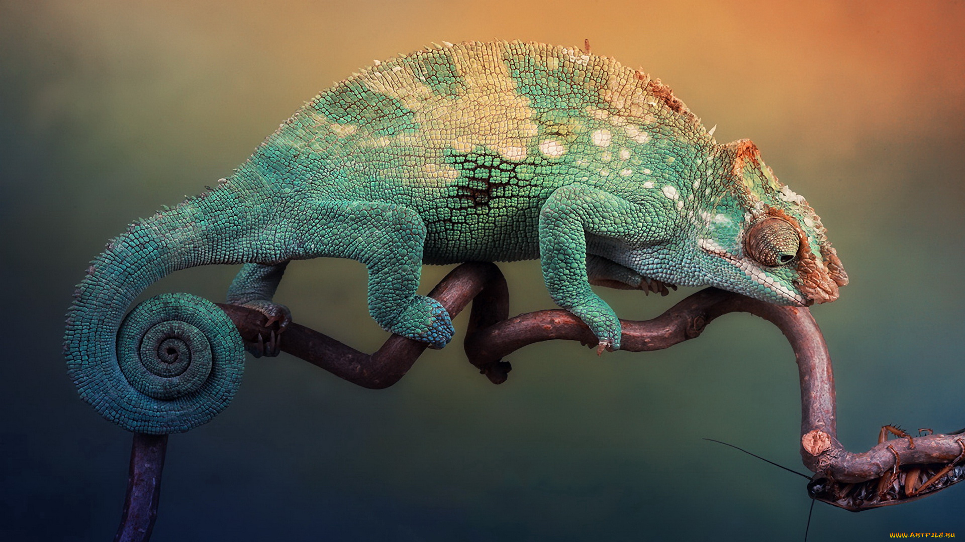 животные, хамелеоны, ветка