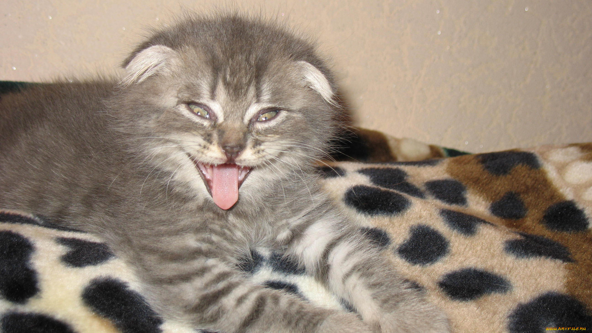 животные, коты, язык, кот, вислоухий