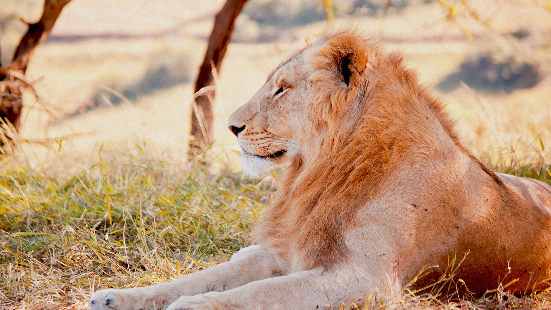 животные, львы, саванна, лев, взгляд
