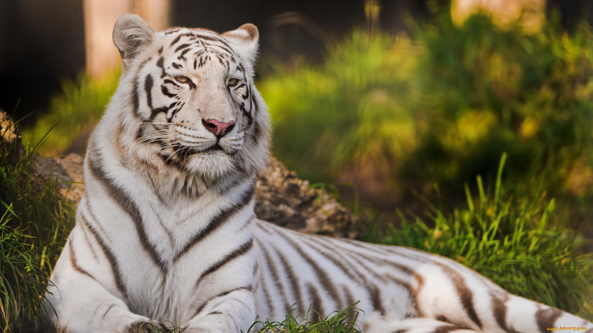 животные, тигры, белый, тигр, лежит, трава