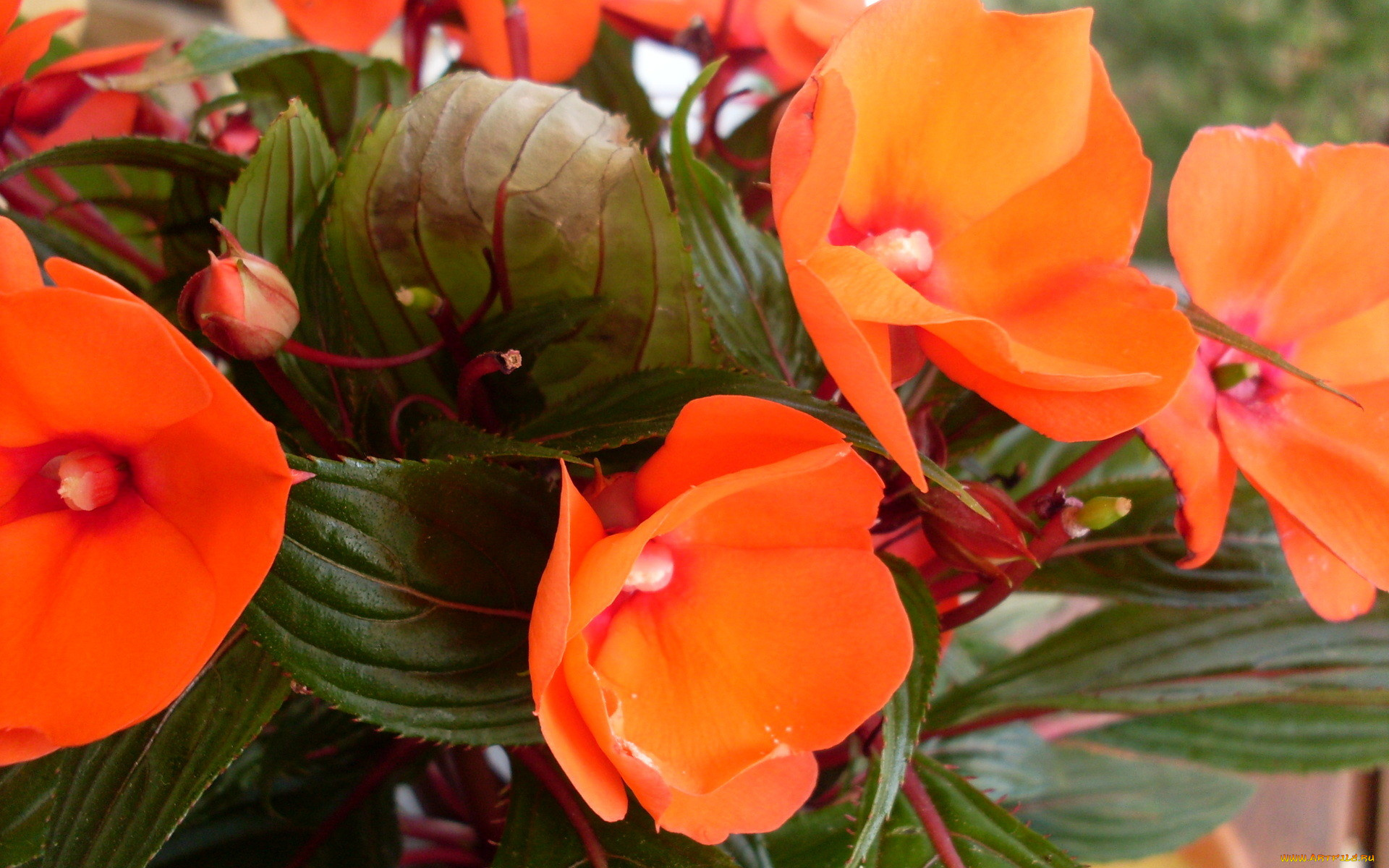 цветы, бальзамины, оранжевый