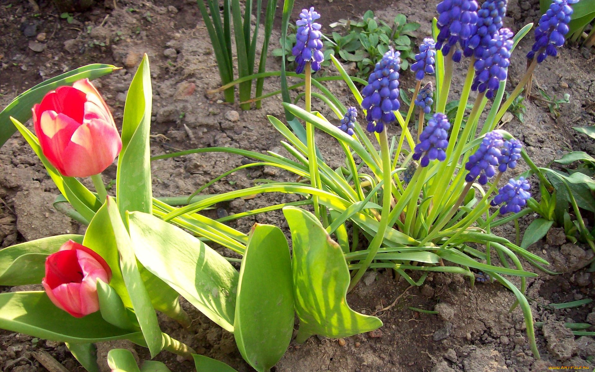 цветы, разные, вместе, тюльпаны, мускари