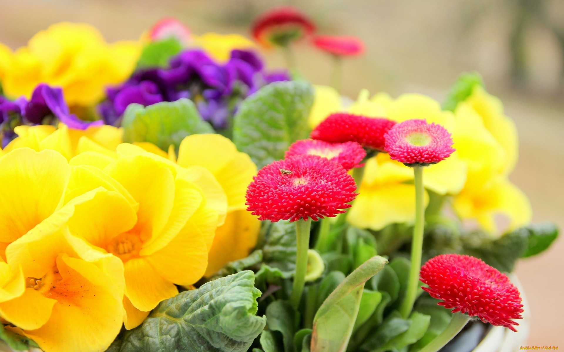 цветы, разные, вместе, желтый, красный