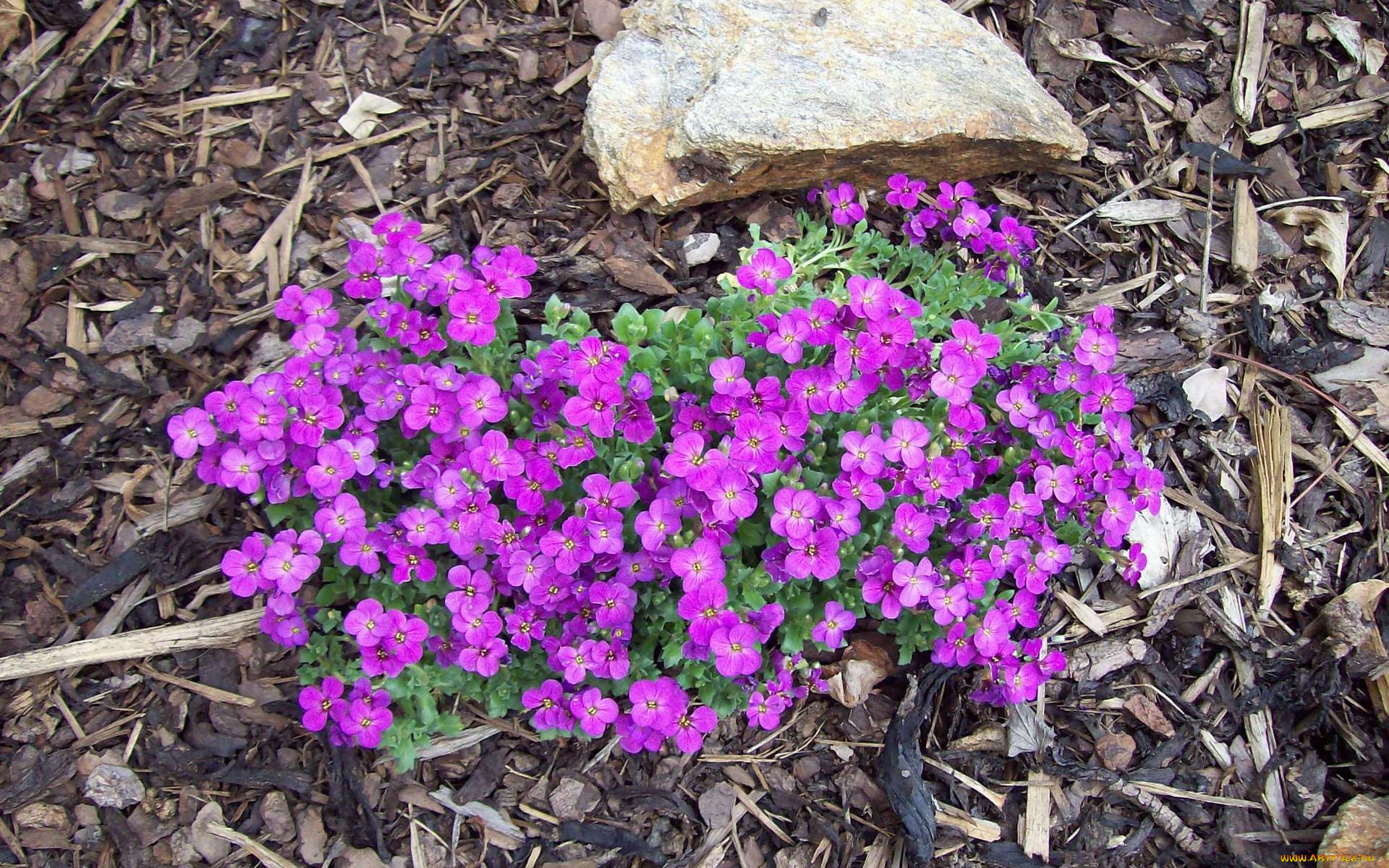 цветы, сиреневый