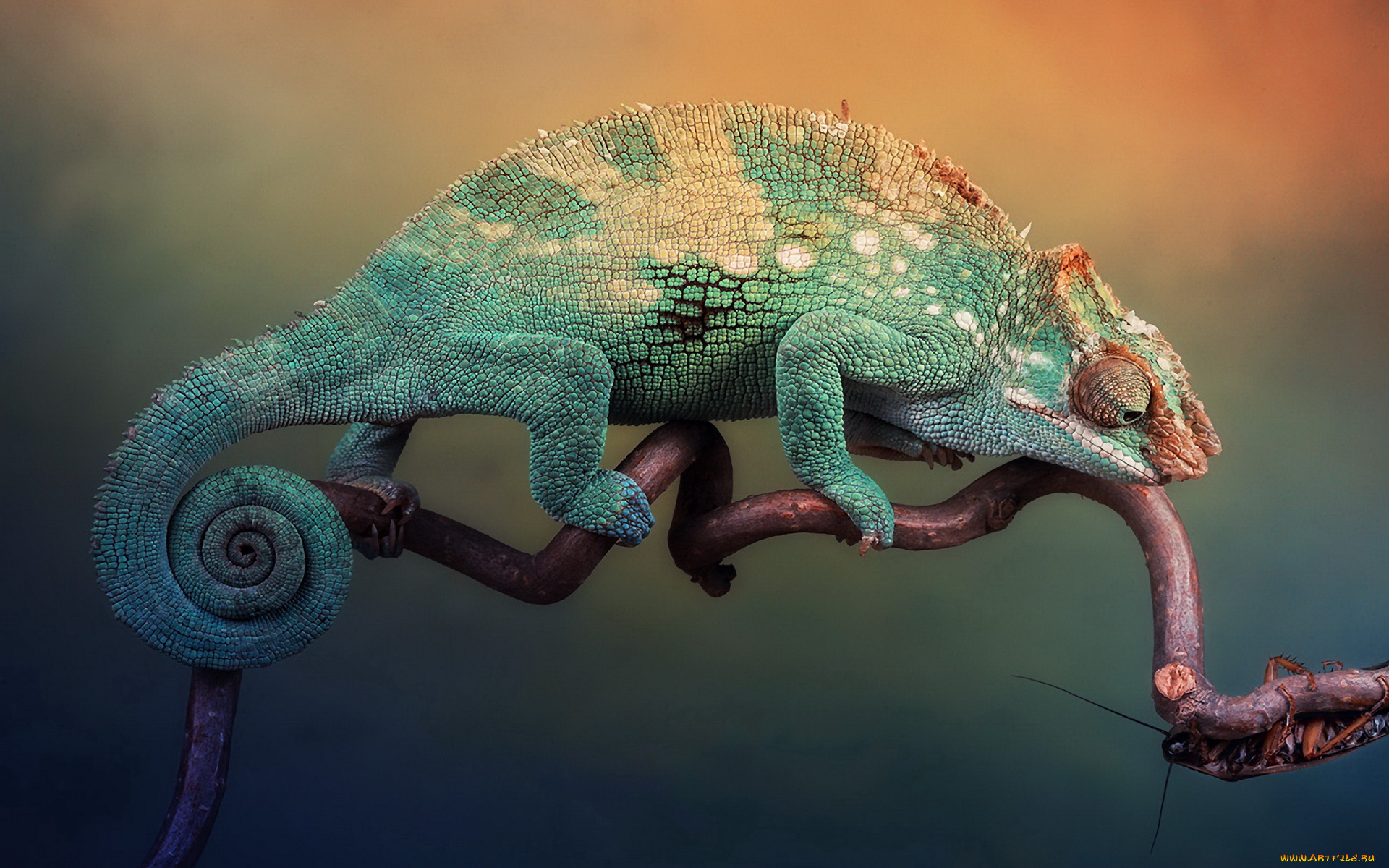 животные, хамелеоны, ветка