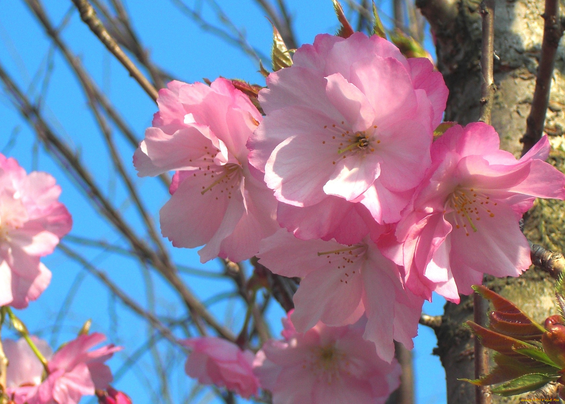 цветы, сакура, вишня, ветка