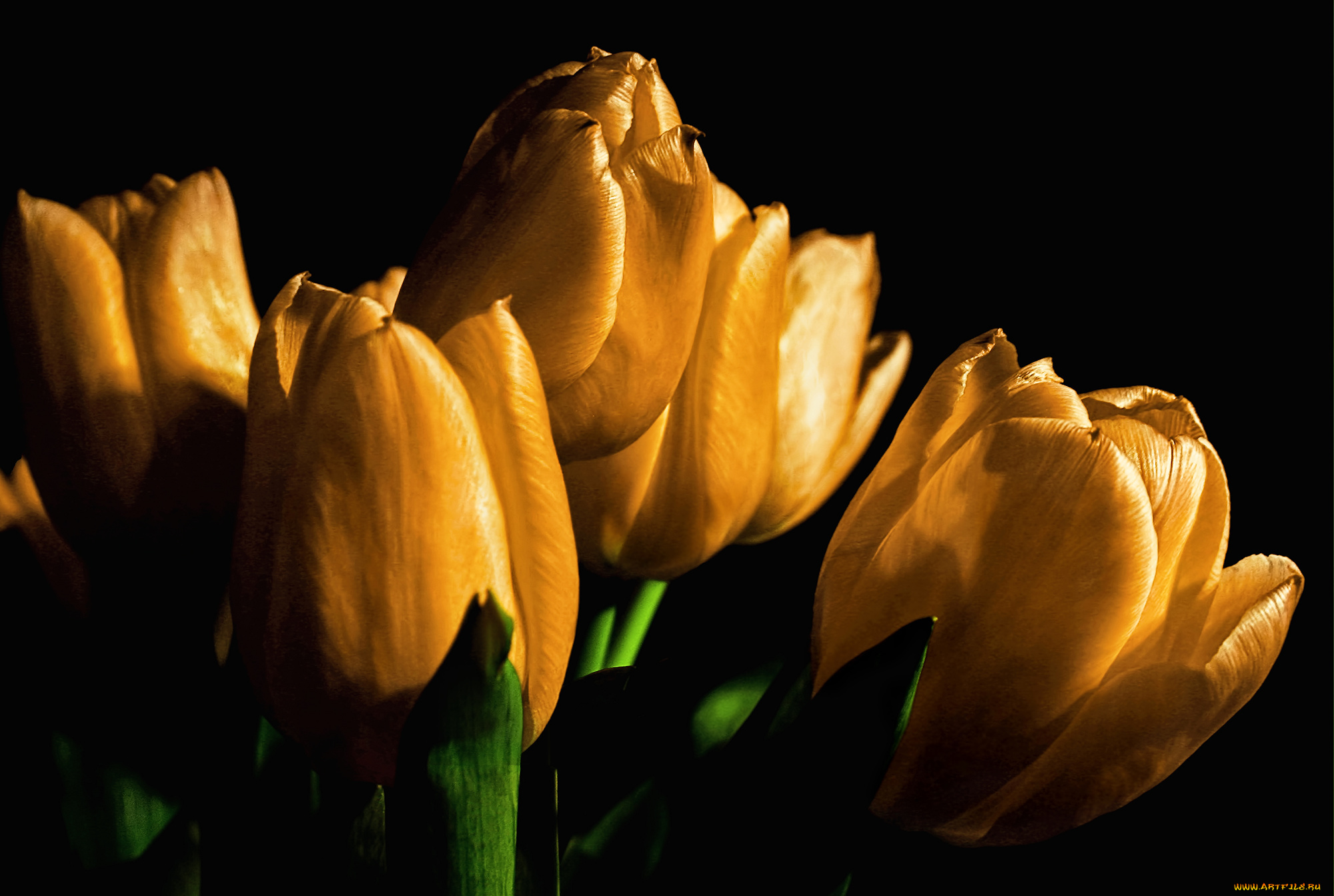 цветы, тюльпаны