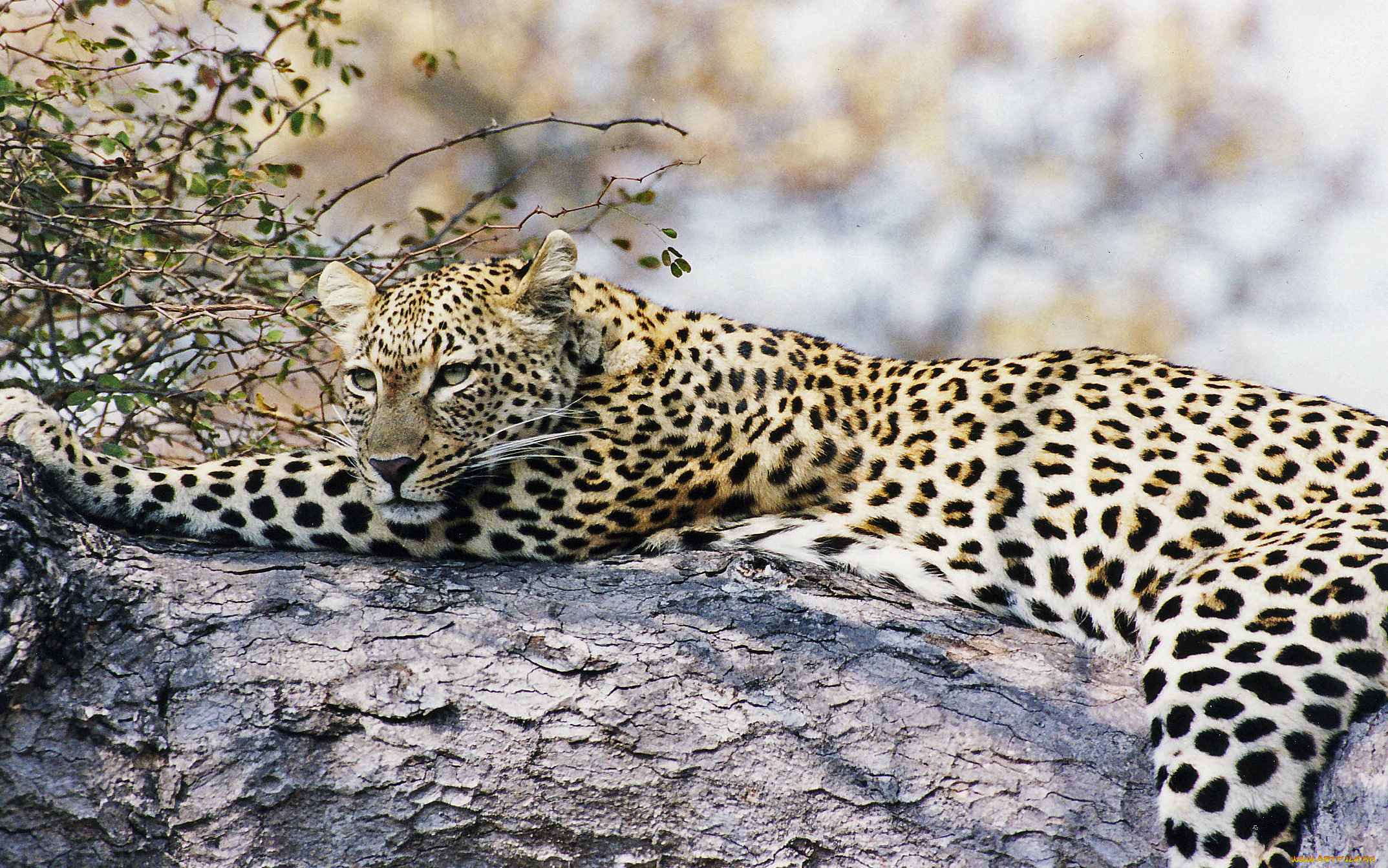 сама, грация, животные, леопарды, леопард, лежит, смотрит