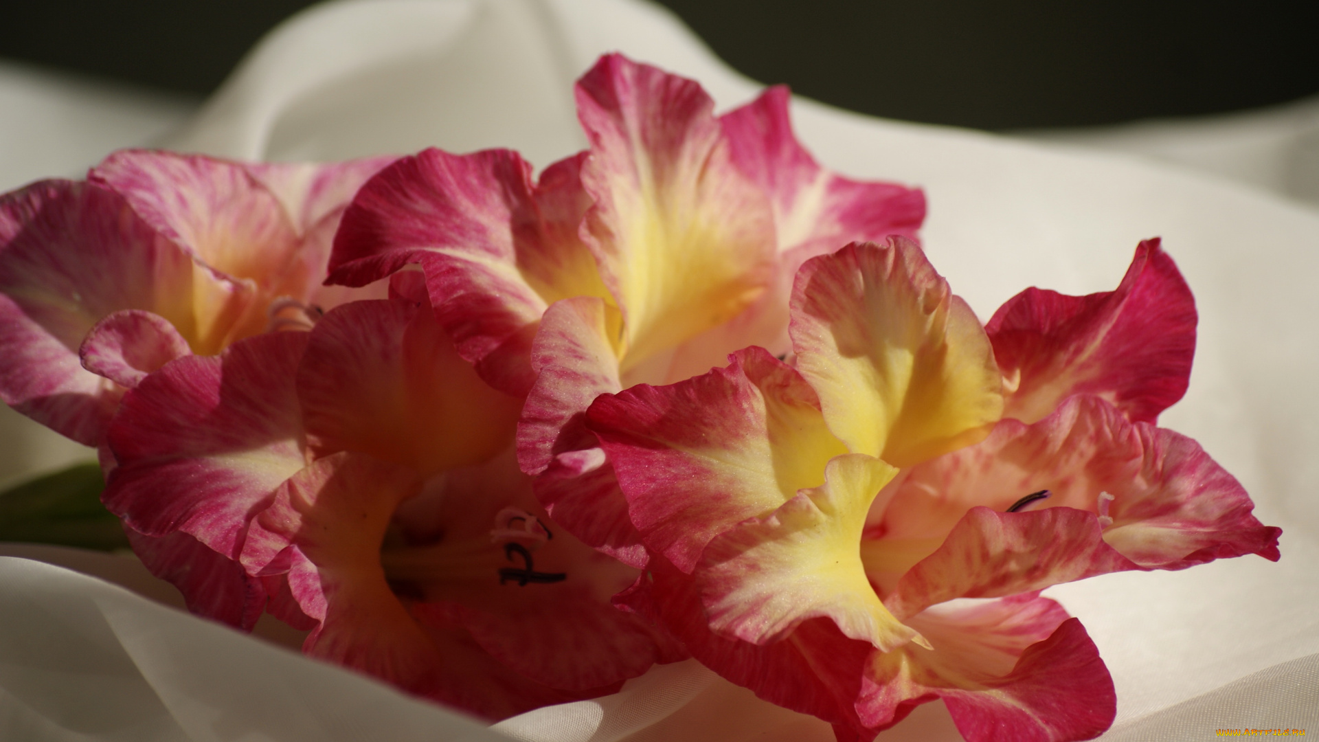 цветы, гладиолусы, гладиолус