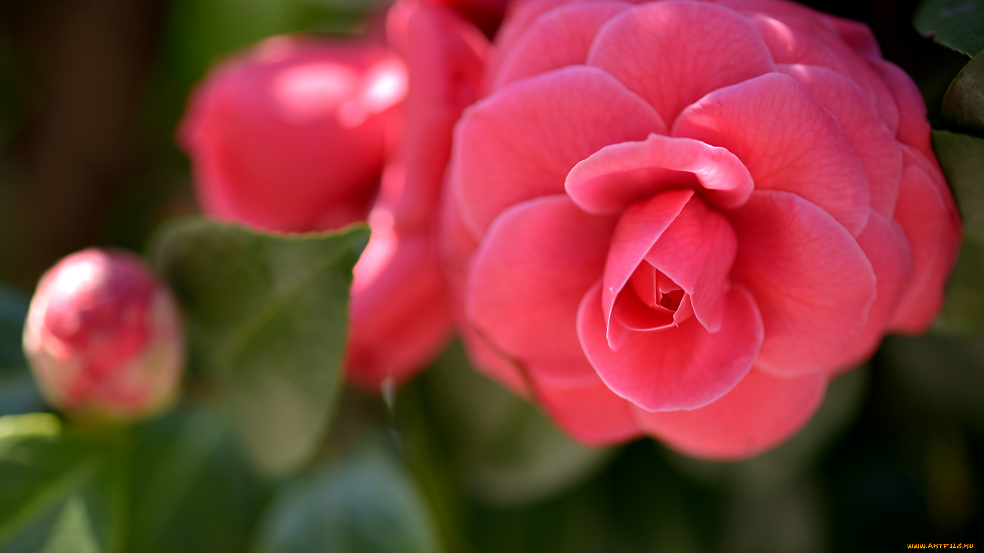 цветы, камелии, лепестки, бутон