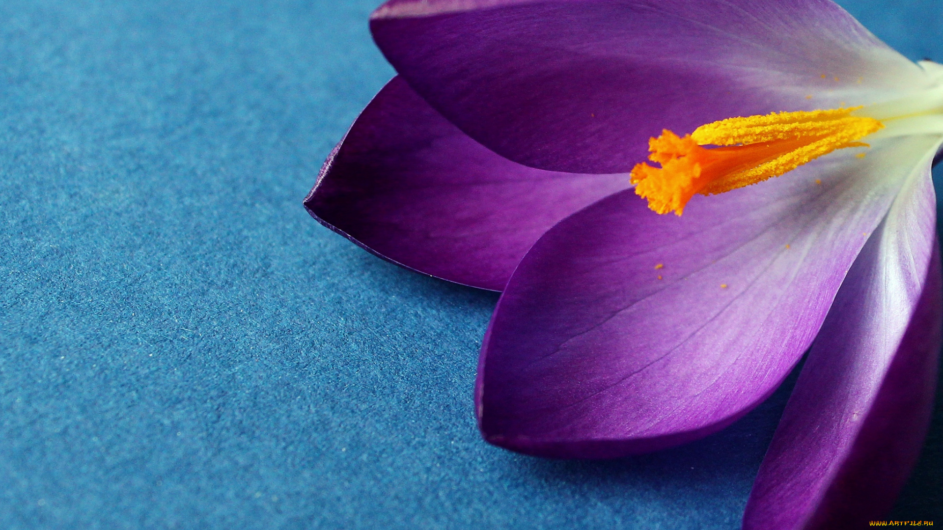 цветы, крокусы, фиолетовый, макро