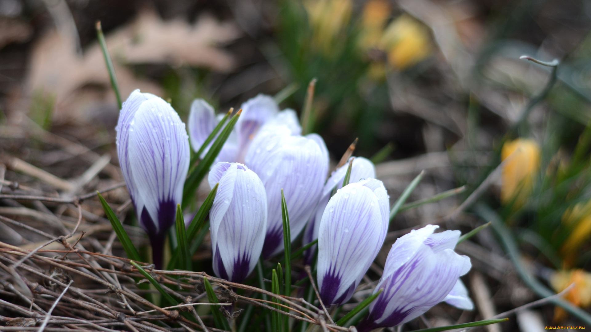 цветы, крокусы, весна, бутоны, пробуждение