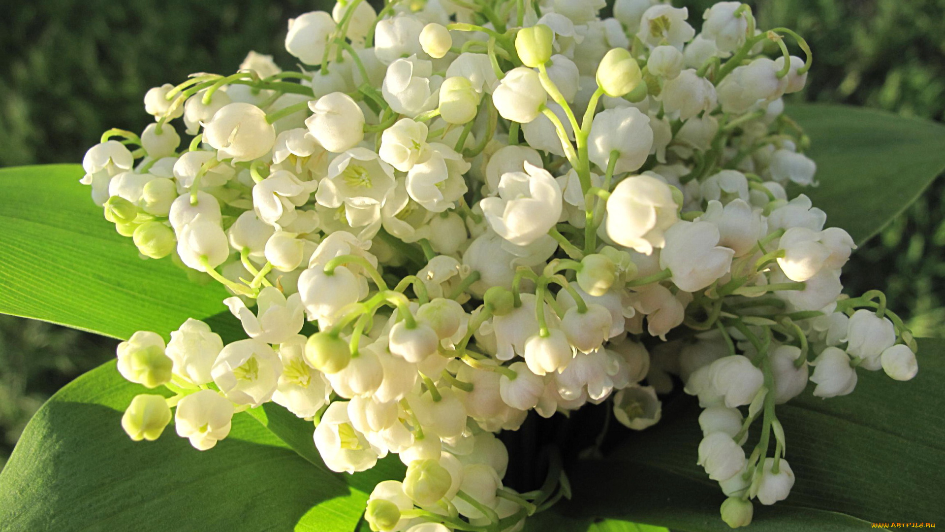 цветы, ландыши