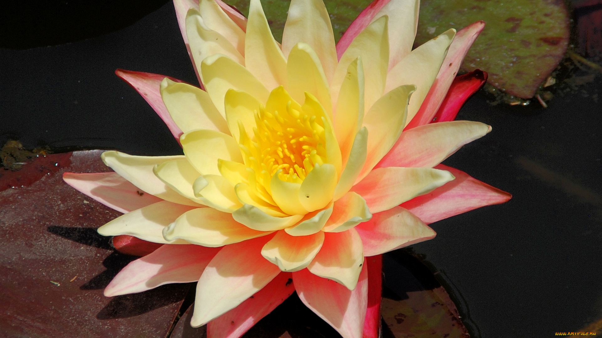 цветы, лилии, водяные, нимфеи, кувшинки, лепестки