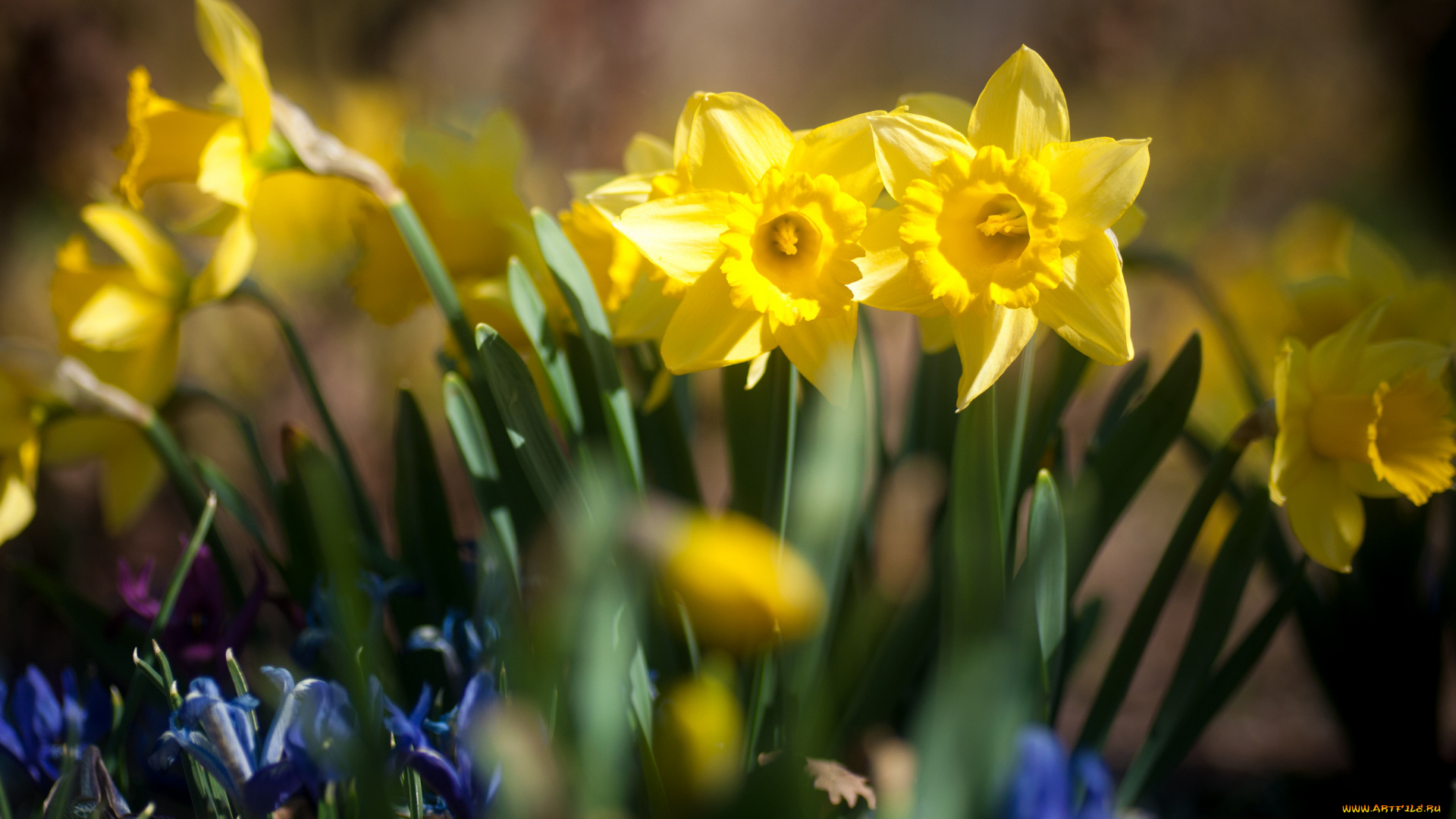 цветы, нарциссы, пролески