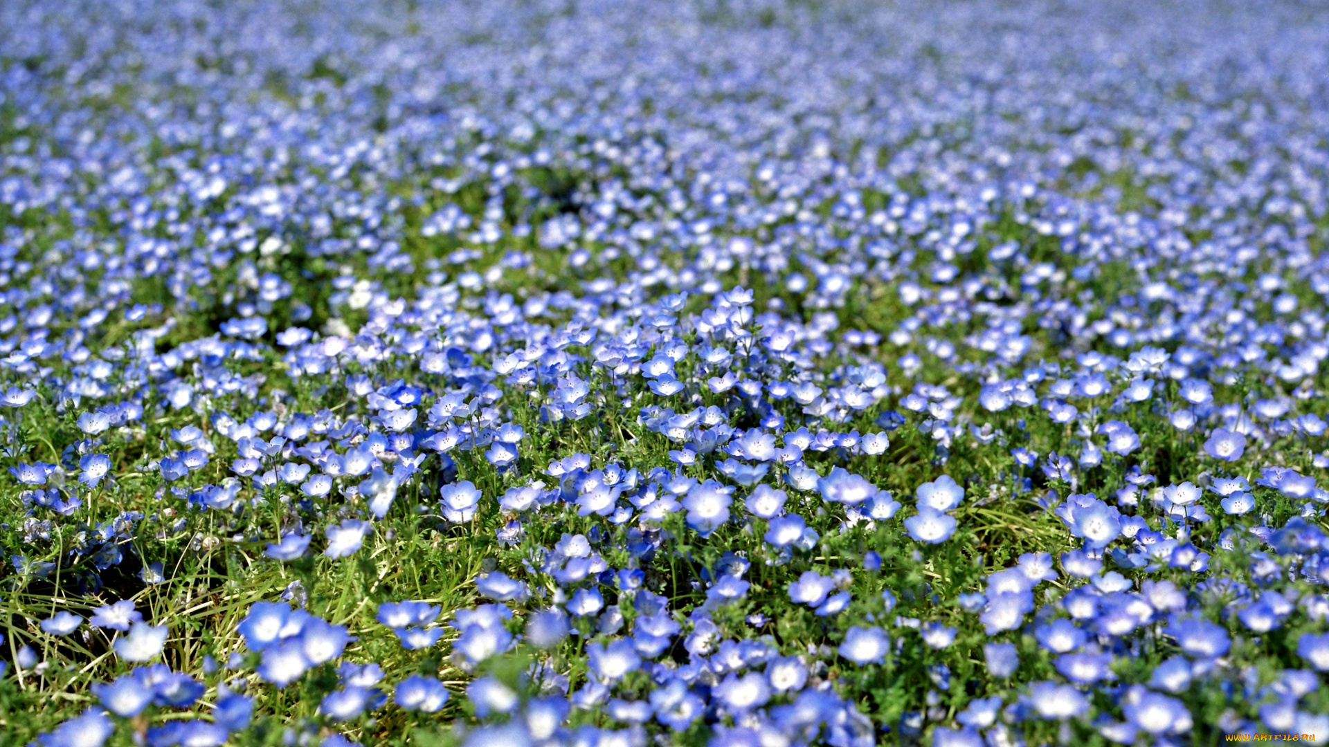 цветы, немофилы, вероники, голубой, ковер