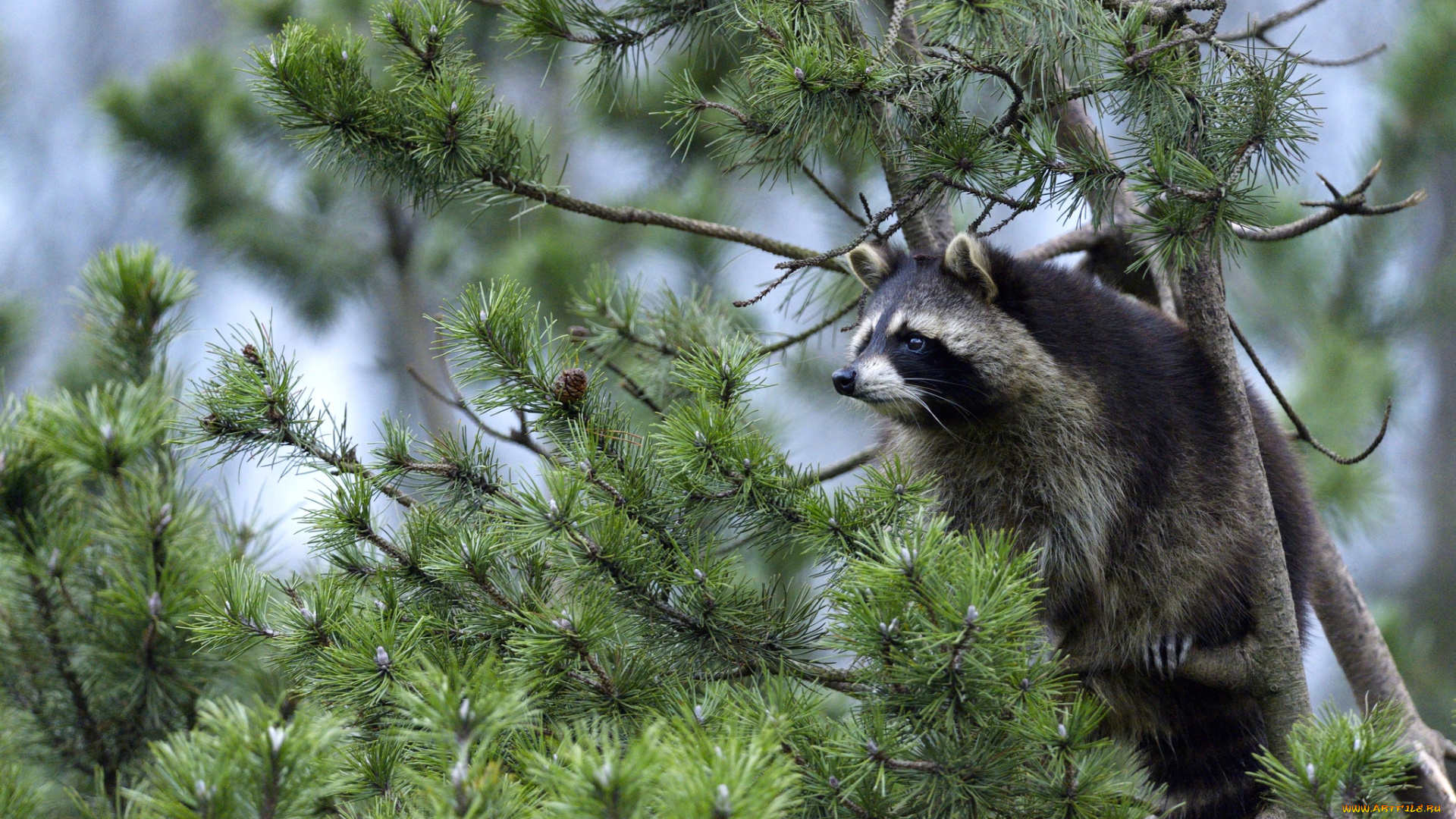 высоко, сижу, далеко, гляжу, животные, еноты, дерево, зверек
