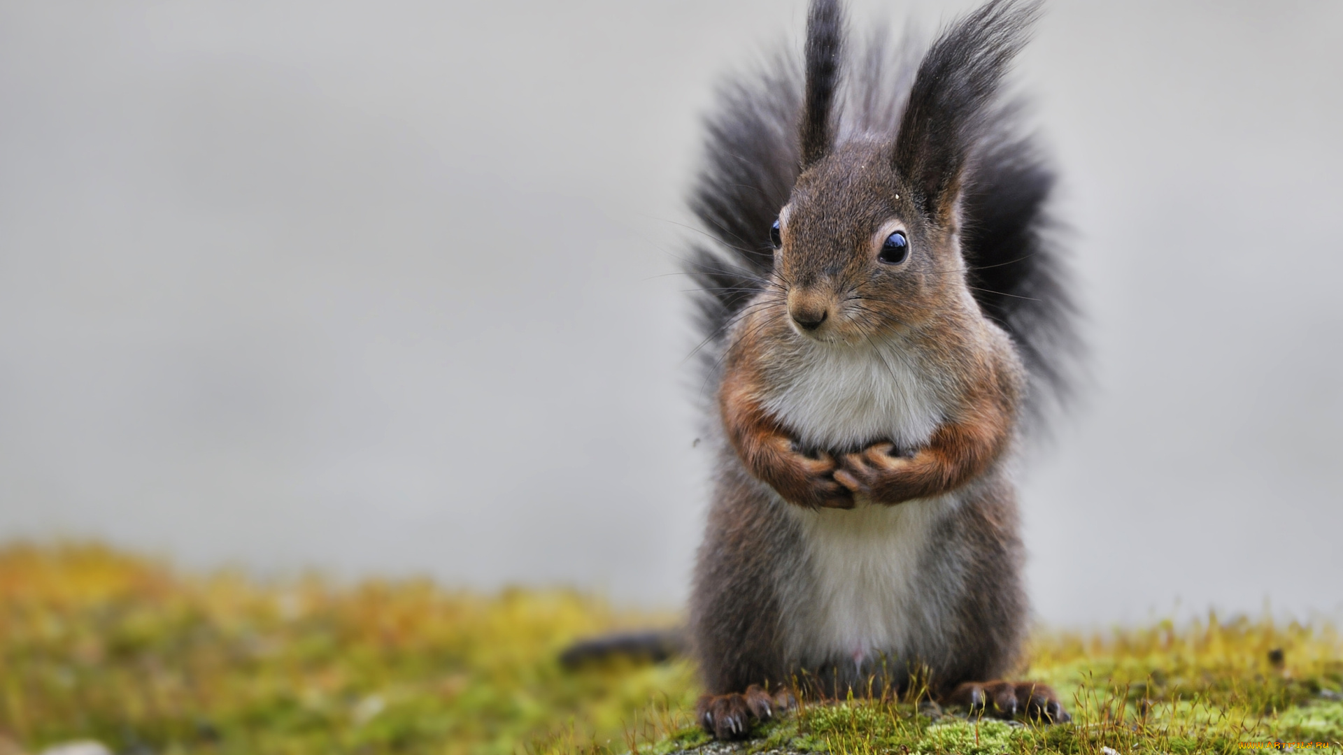 животные, белки, мох