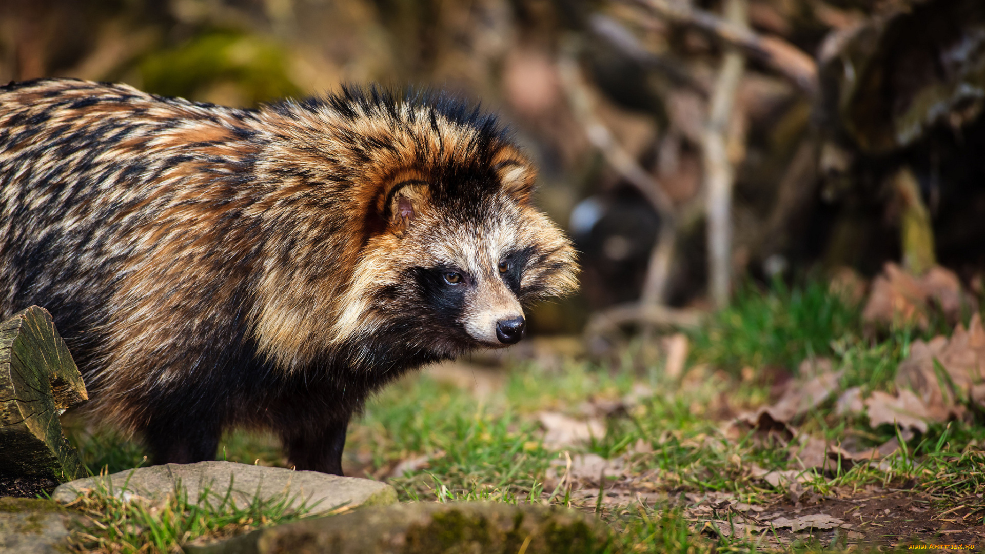 животные, еноты, шерсть