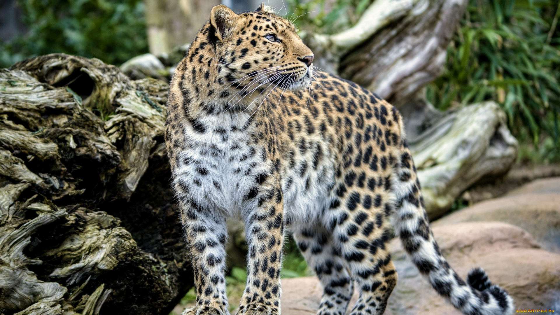 животные, леопарды, красавец, амурский, леопард