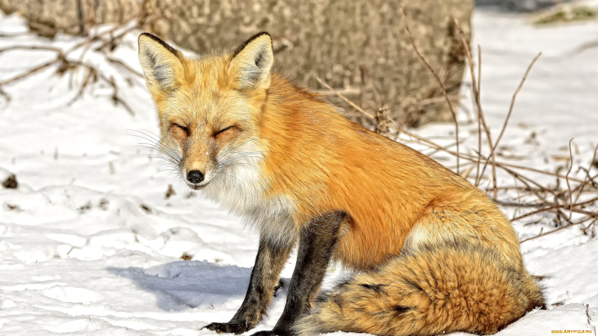 животные, лисы, жмурится, снег