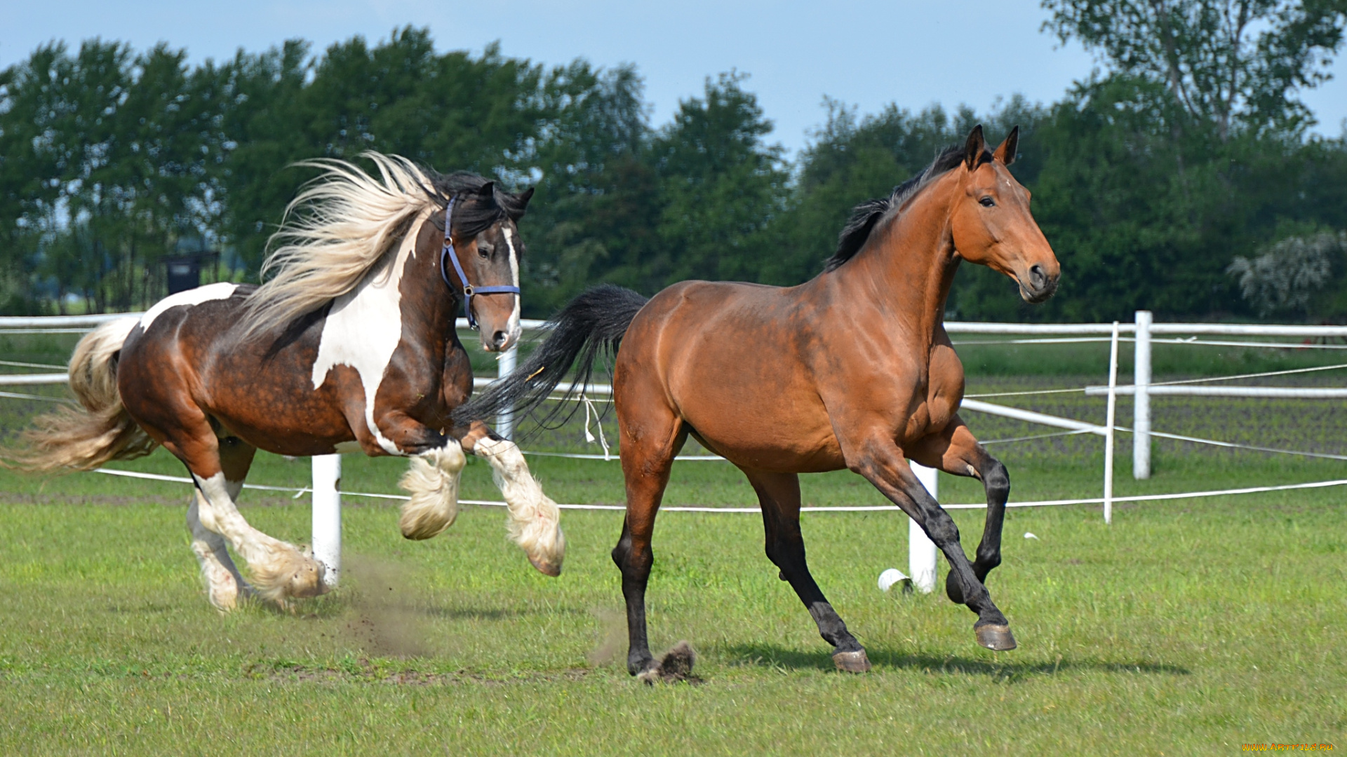 животные, лошади, бег, гривы