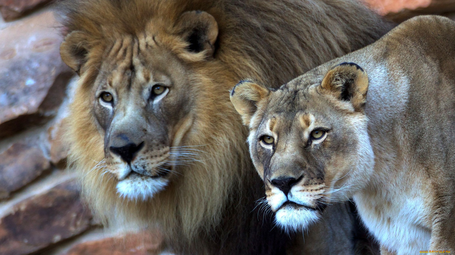животные, львы, пара