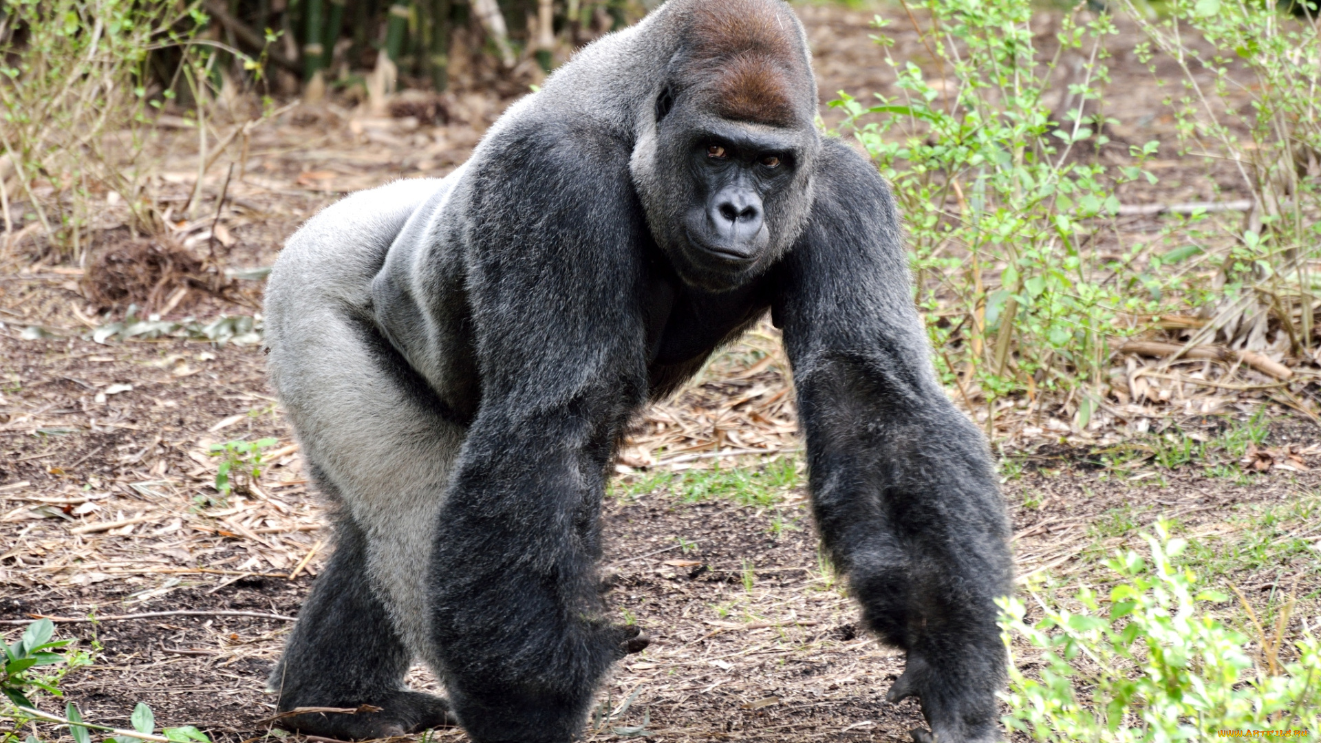 животные, обезьяны, горилла