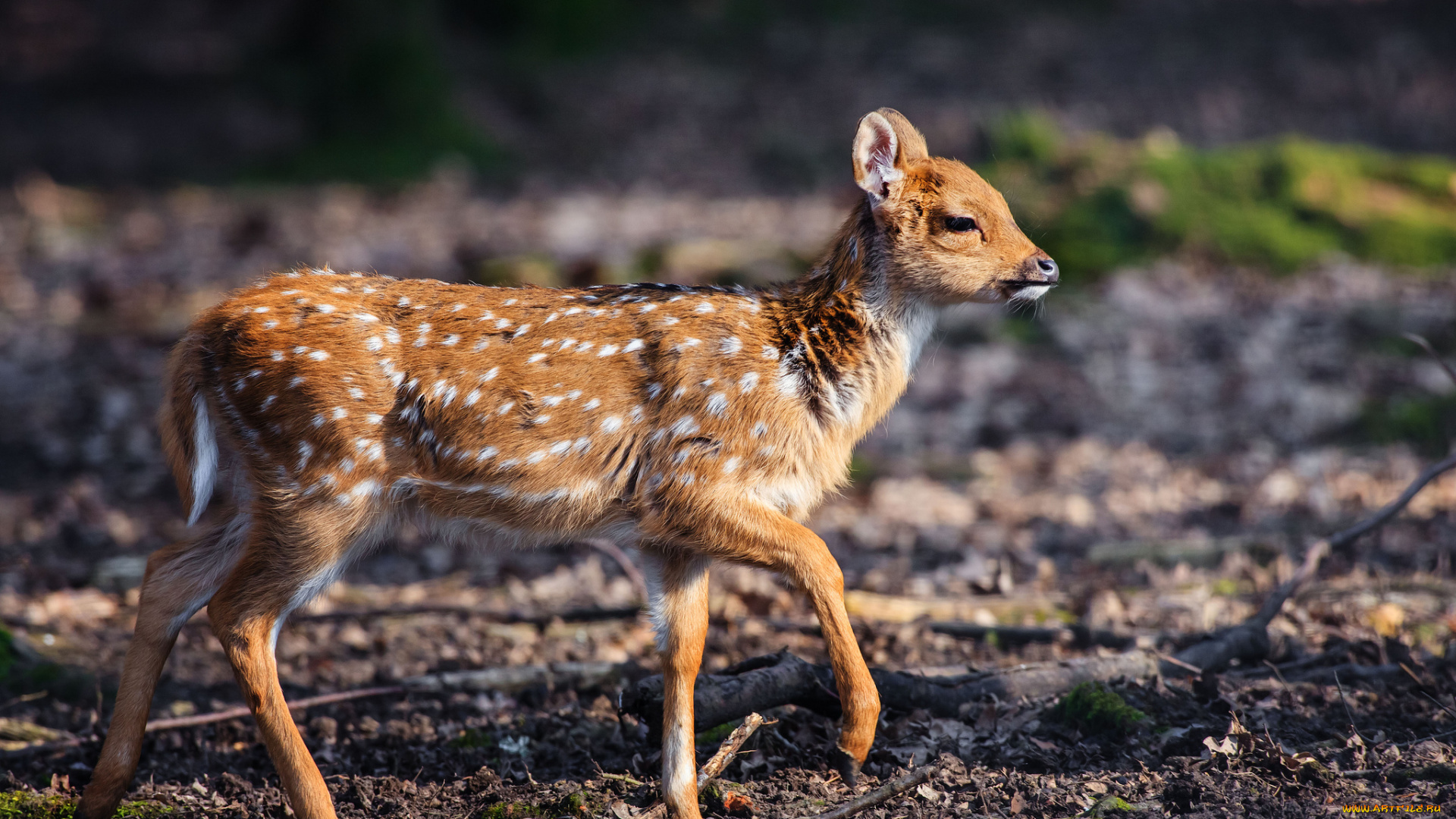 животные, олени, бемби, пятнышки